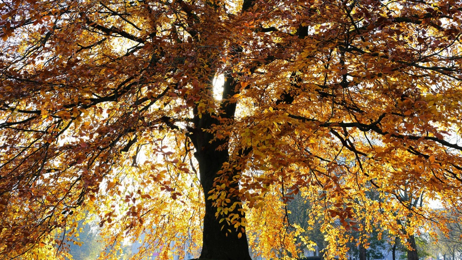 Baum