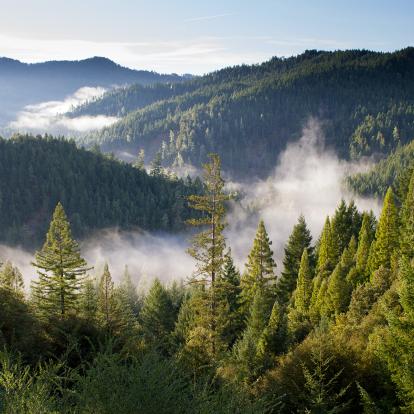 053_Nachhaltigkeit_Umwelt_Natur_Wald_Landschaft